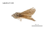 藏品(毒蛾科)的圖片